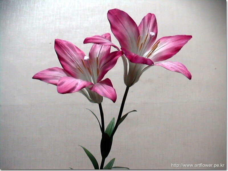 Pink lilies on a plain background