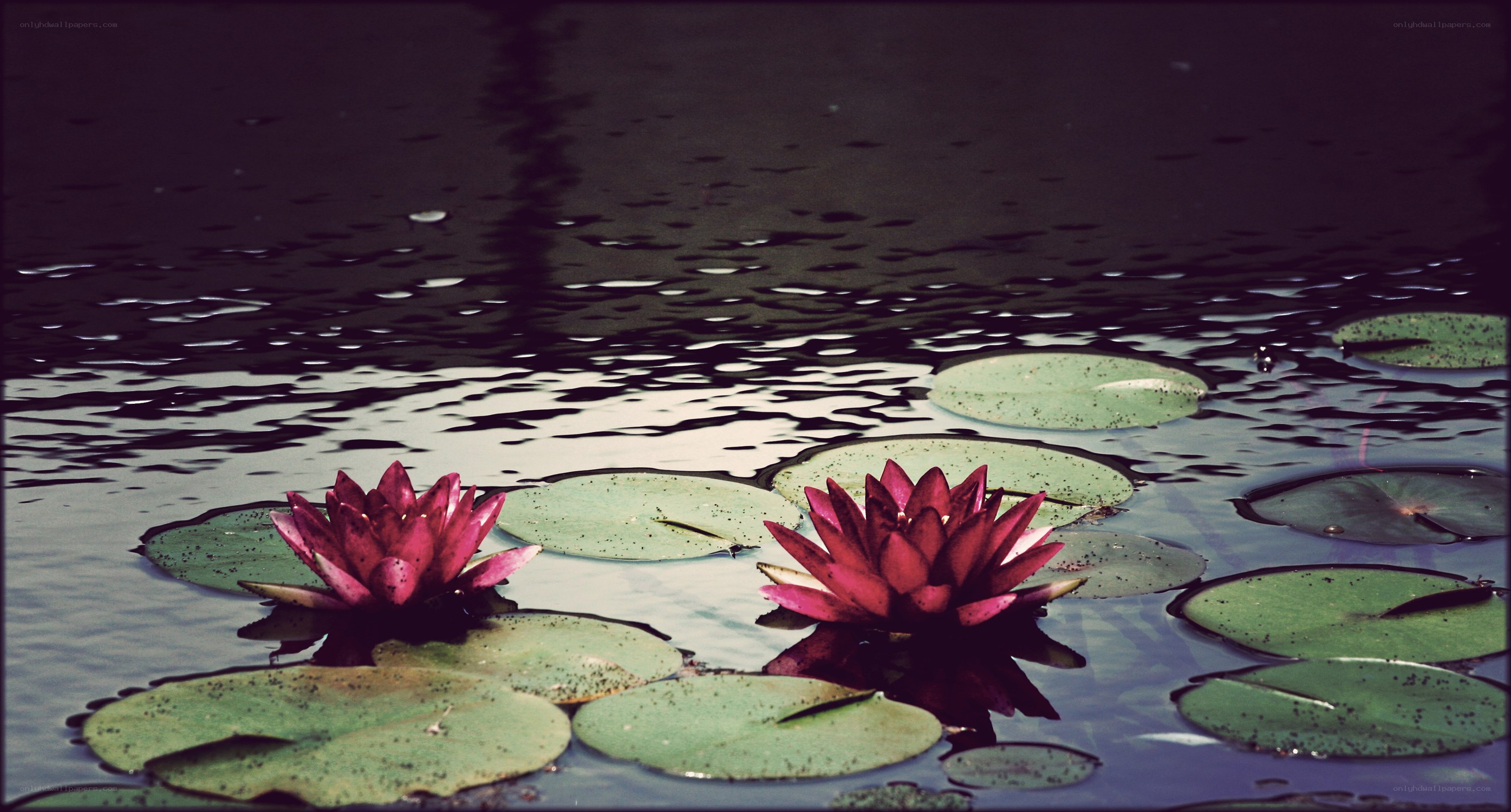 Pink lilies on a pond