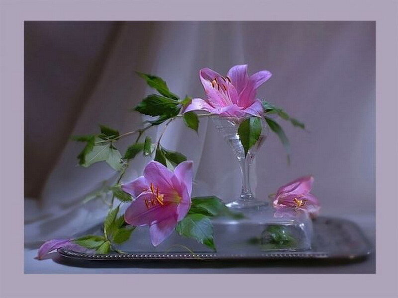 Pink lilies on a silver tray