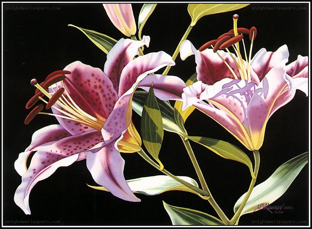 Pink lilies on black background