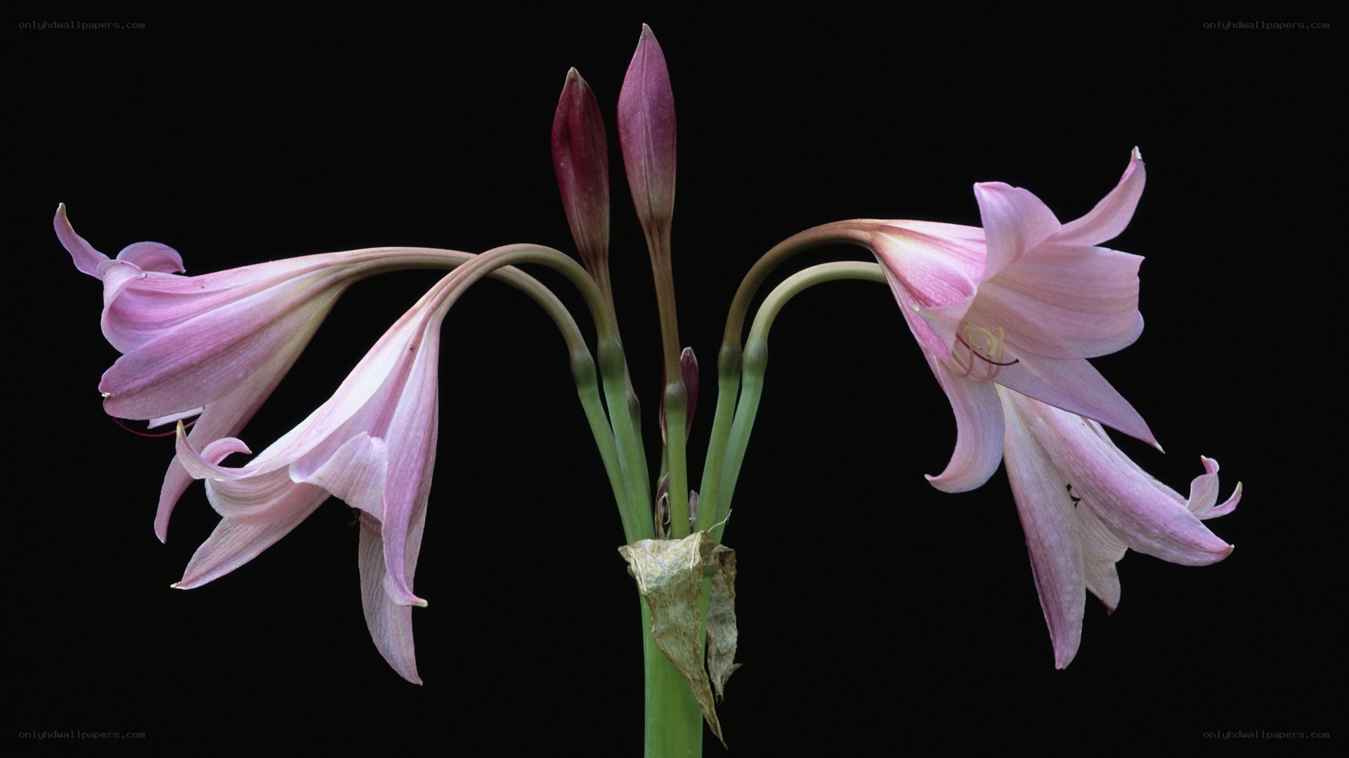 Pink lilies on black background