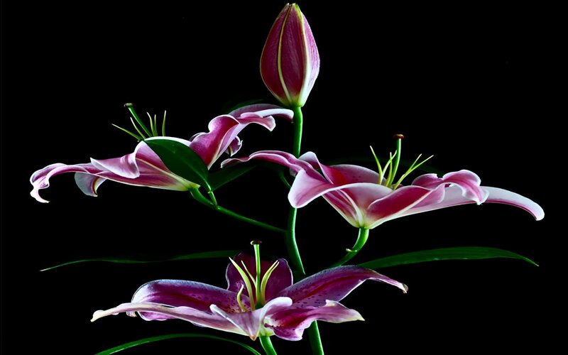 Pink Lilies on Black