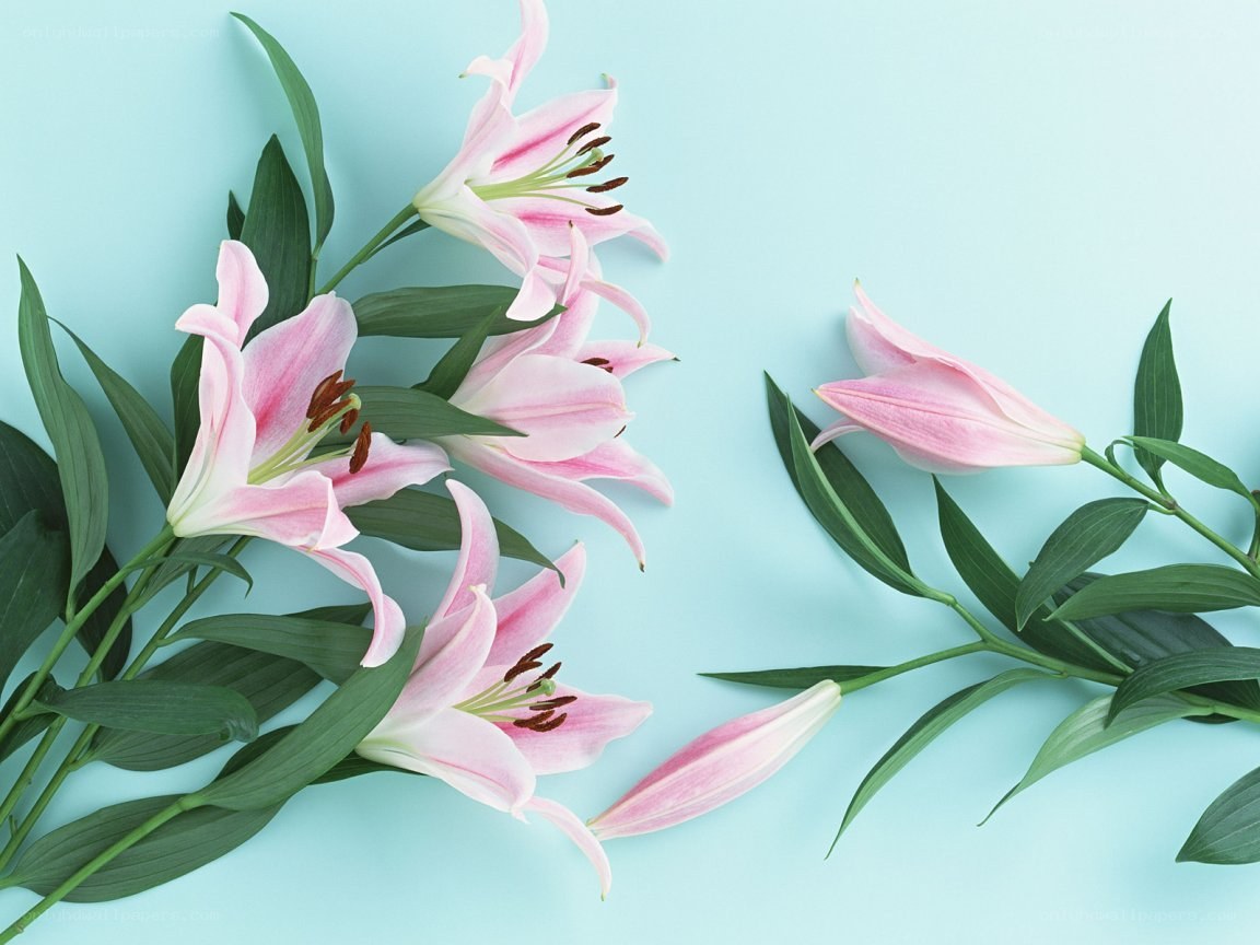 Pink lilies on blue background