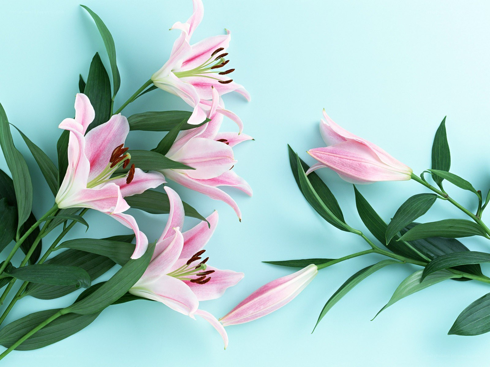 Pink lilies on blue background