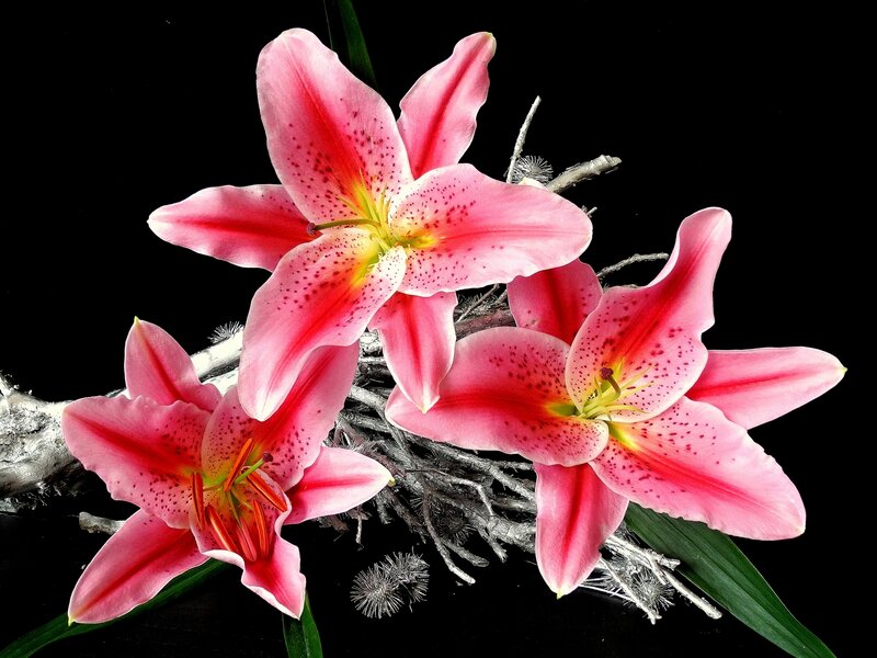 Pink Lilies on Branch — Dramatic
