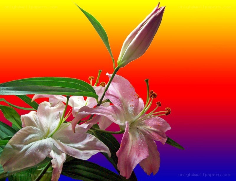 Pink lilies on colorful background