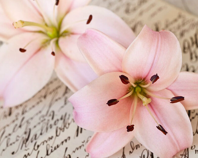 Pink Lilies on Paper