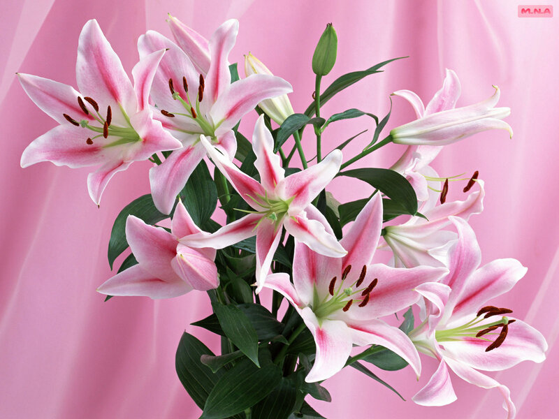 Pink lilies on pink background
