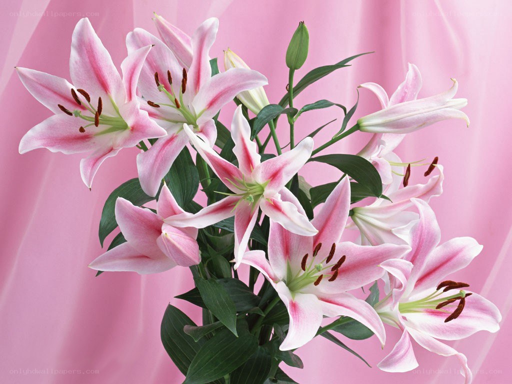 Pink lilies on pink background
