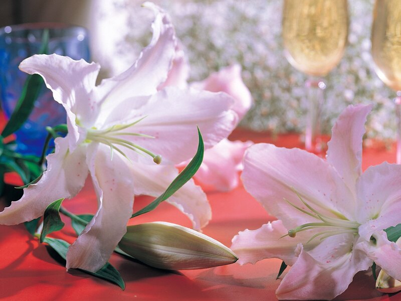 Pink Lilies on Red Surface