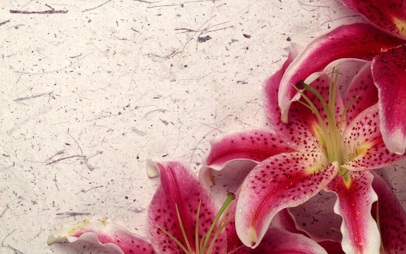 Pink Lilies on Textured Paper — Calm, Photograph