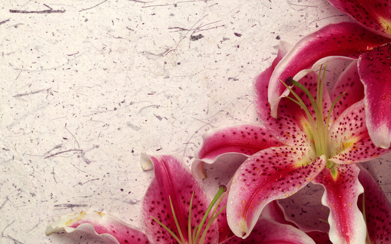 Pink Lilies on Textured Paper — Calm