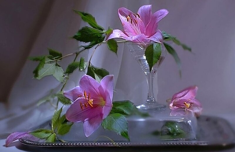 Pink Lilies on Tray — Serene