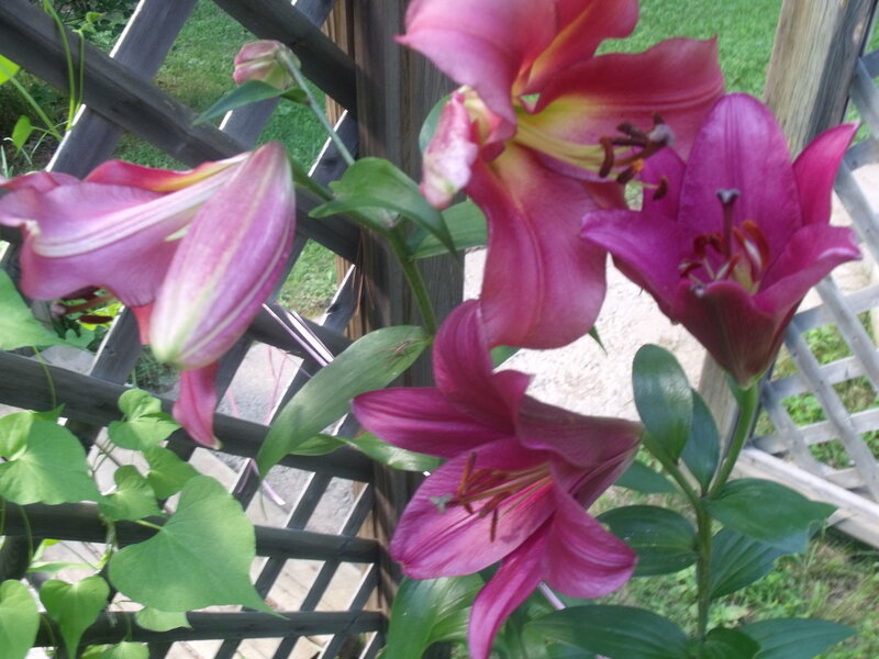 Pink Lilies on Trellis