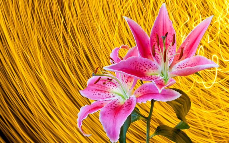 Pink Lilies on Yellow Background