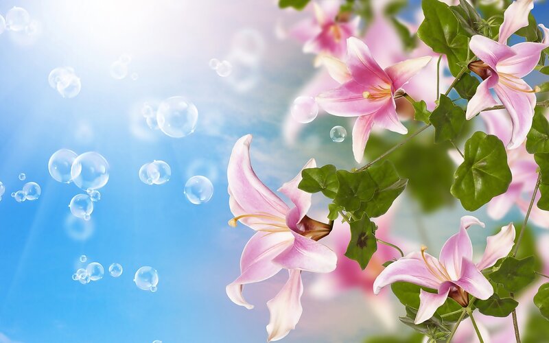 Pink Lilies with Bubbles — Serene