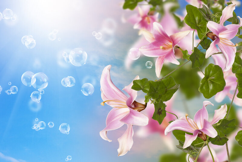 Pink Lilies with Bubbles