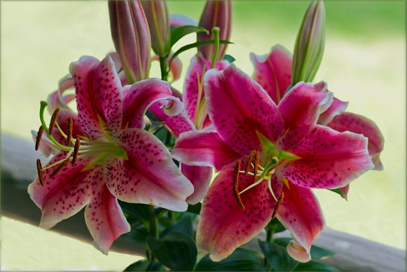 Pink Lilies with Buds — Calm