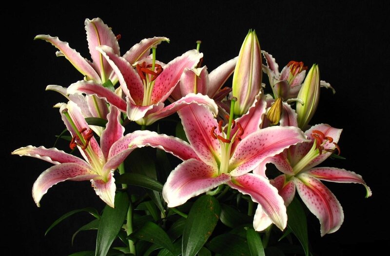 Pink Lilies with Buds