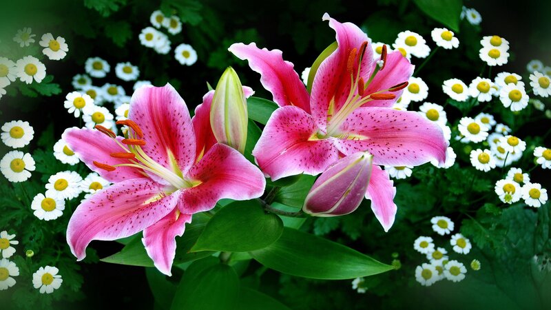 Pink lilies with daisies