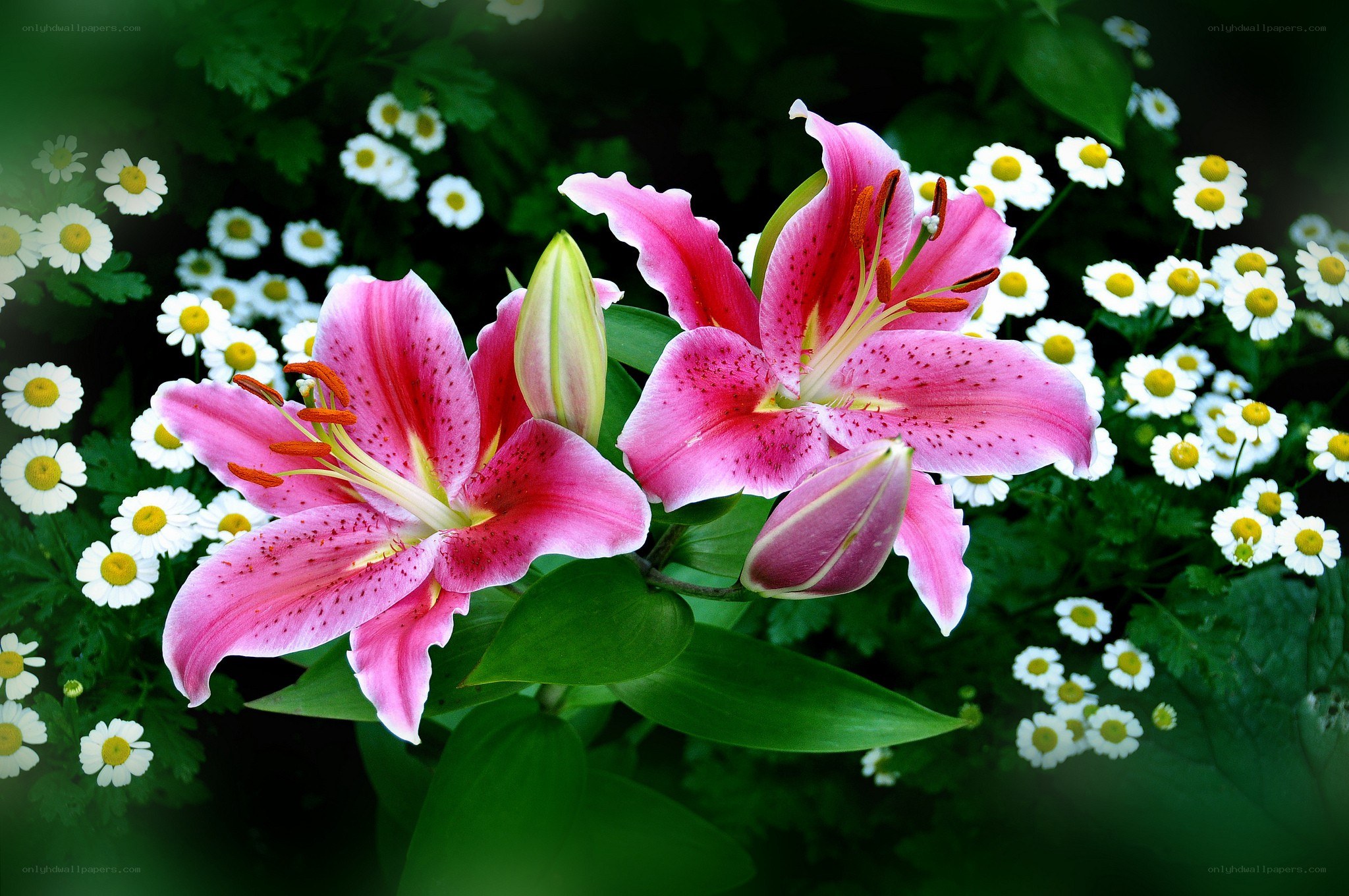 Pink lilies with daisies