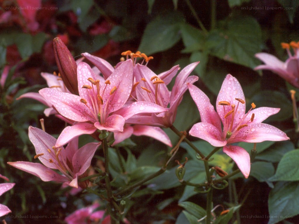 Pink lilies with dew drops