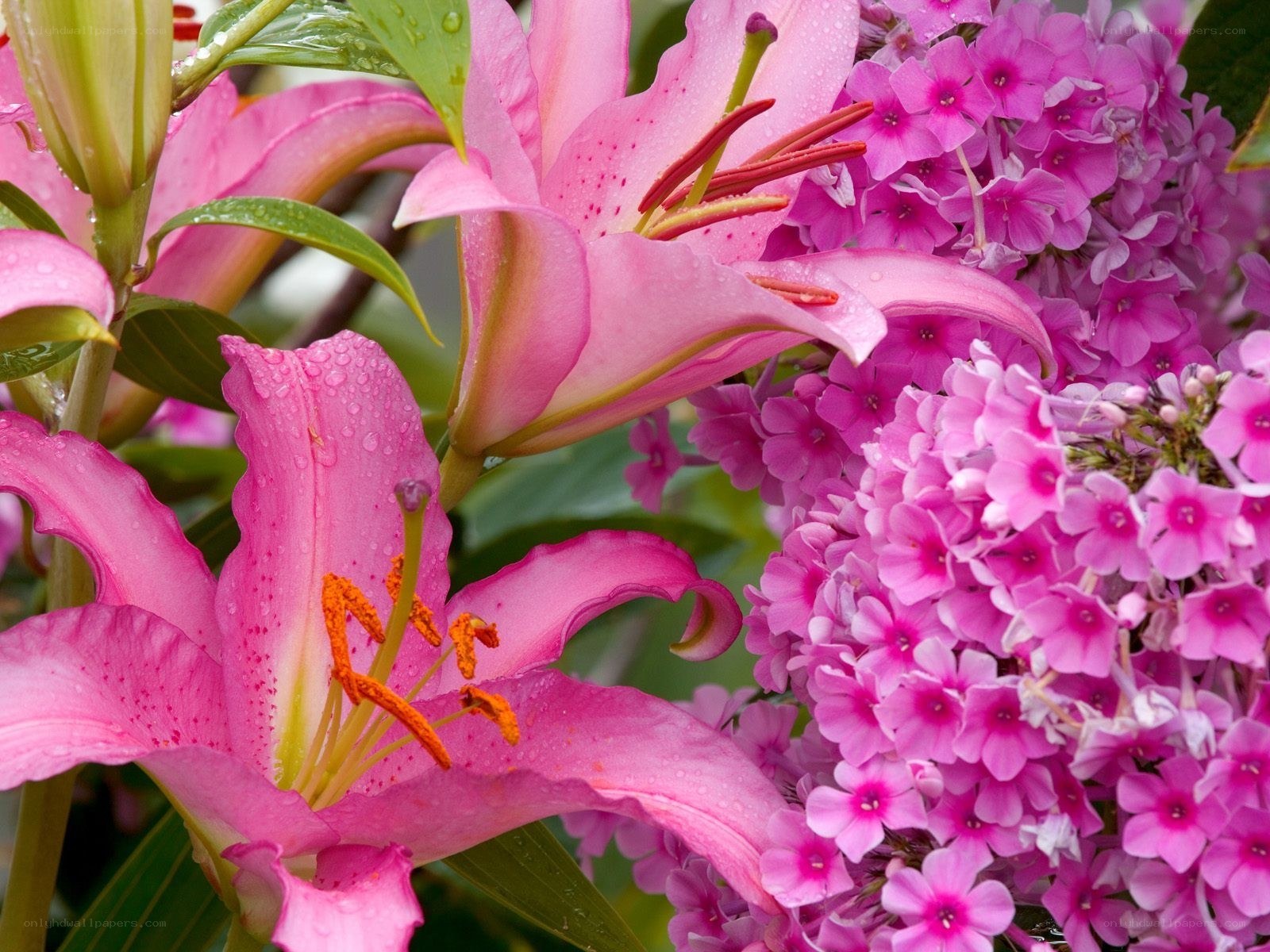 Pink lilies with dew drops