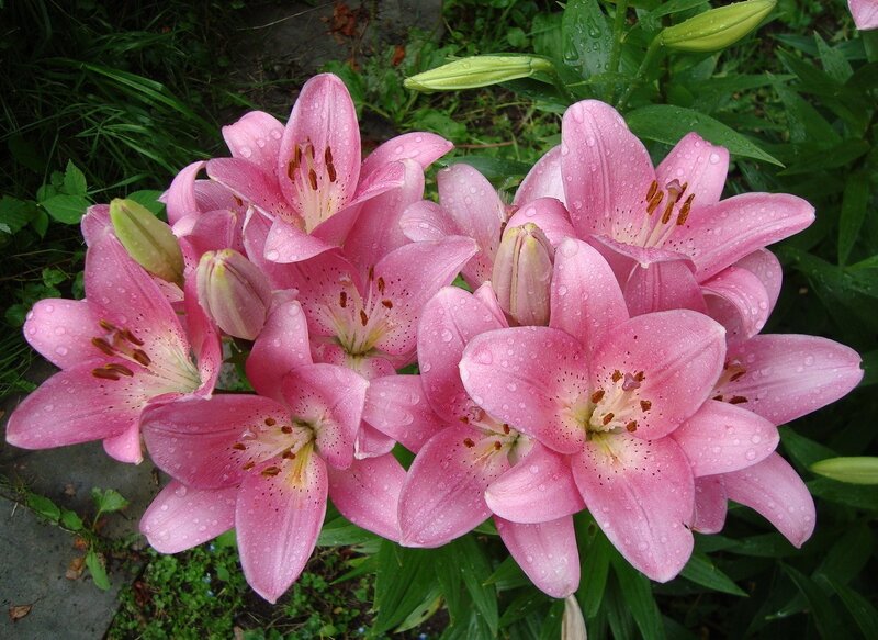 Pink Lilies with Dew — Serene, Morning