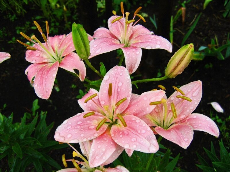 Pink Lilies with Dew — Serene