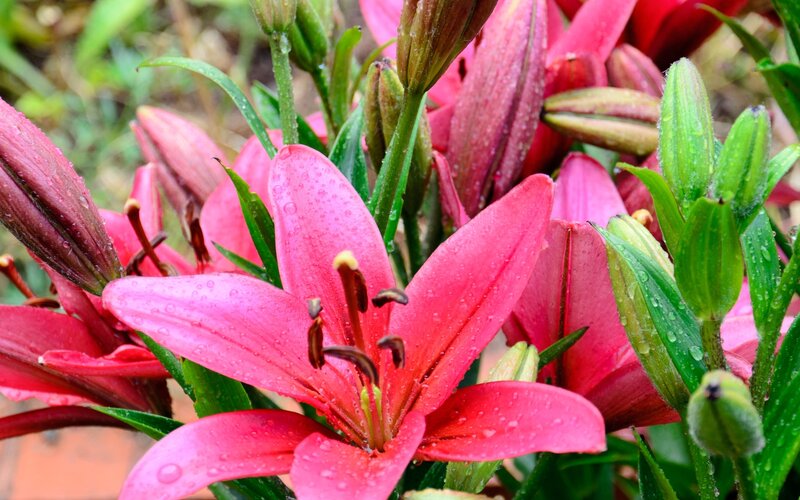 Pink Lilies with Dew