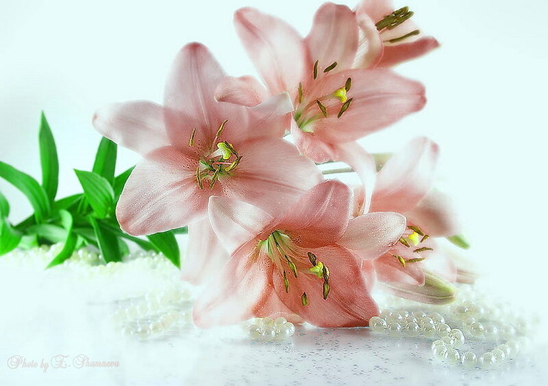 Pink Lilies with Pearls — Serene