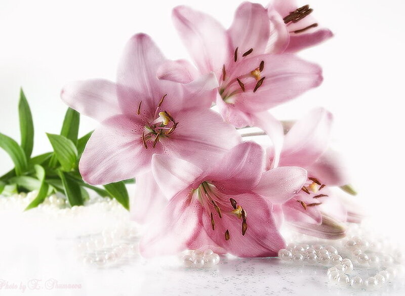 Pink lilies with pearls