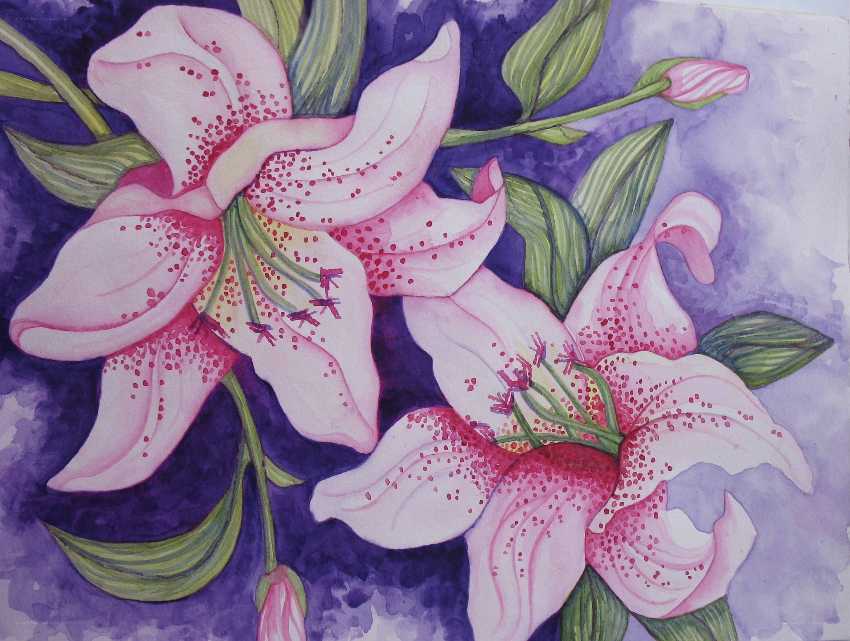 Pink lilies with purple background