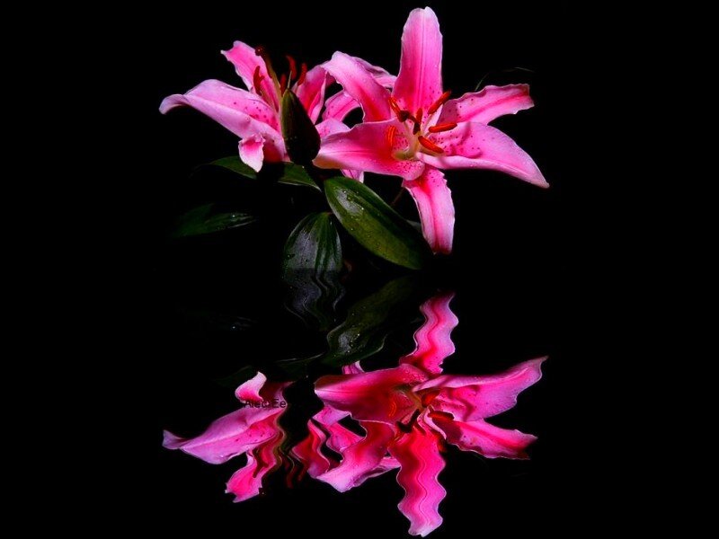 Pink lilies with reflection