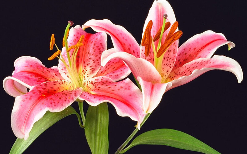 Pink lilies with speckled petals