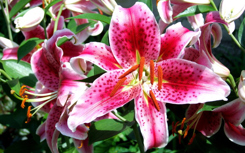 Pink lilies with spotted petals