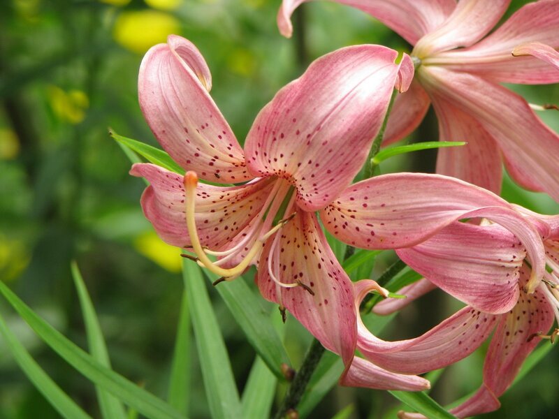 Pink lilies with spotted petals