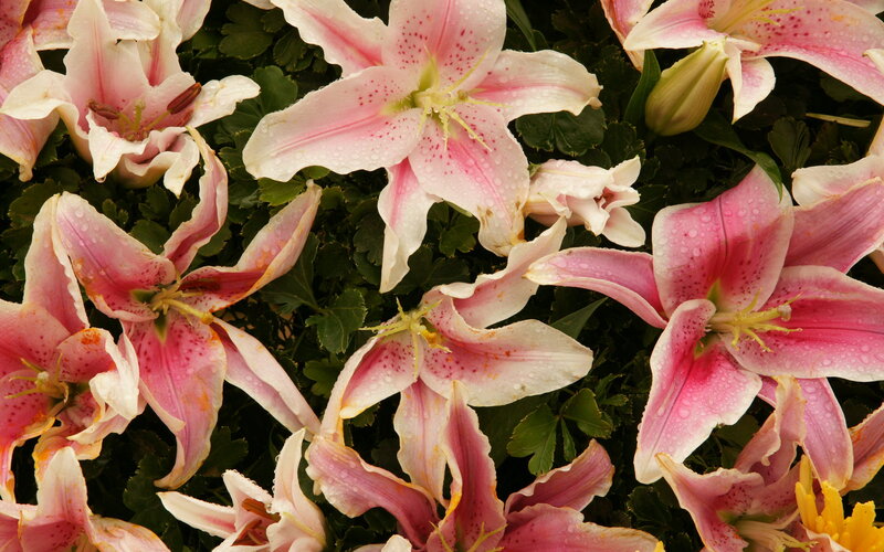 Pink Lilies with Water Droplets — Calm