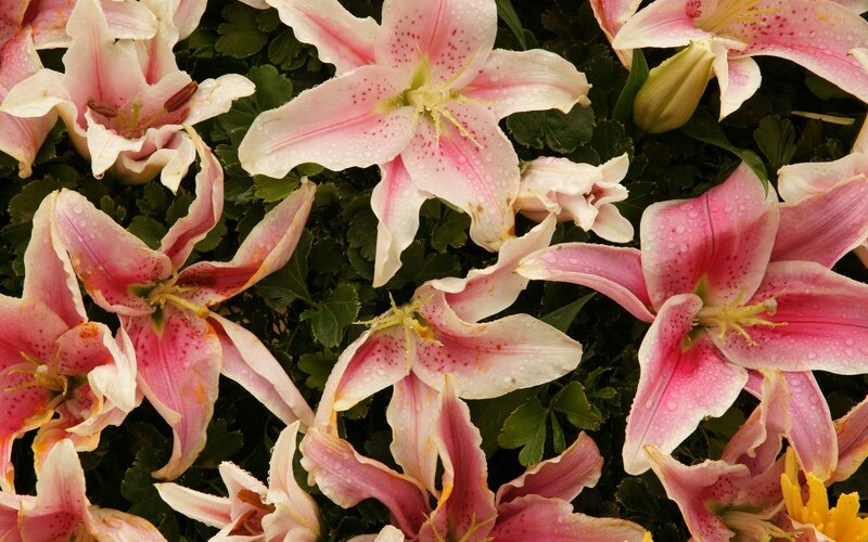 Pink lilies with water droplets