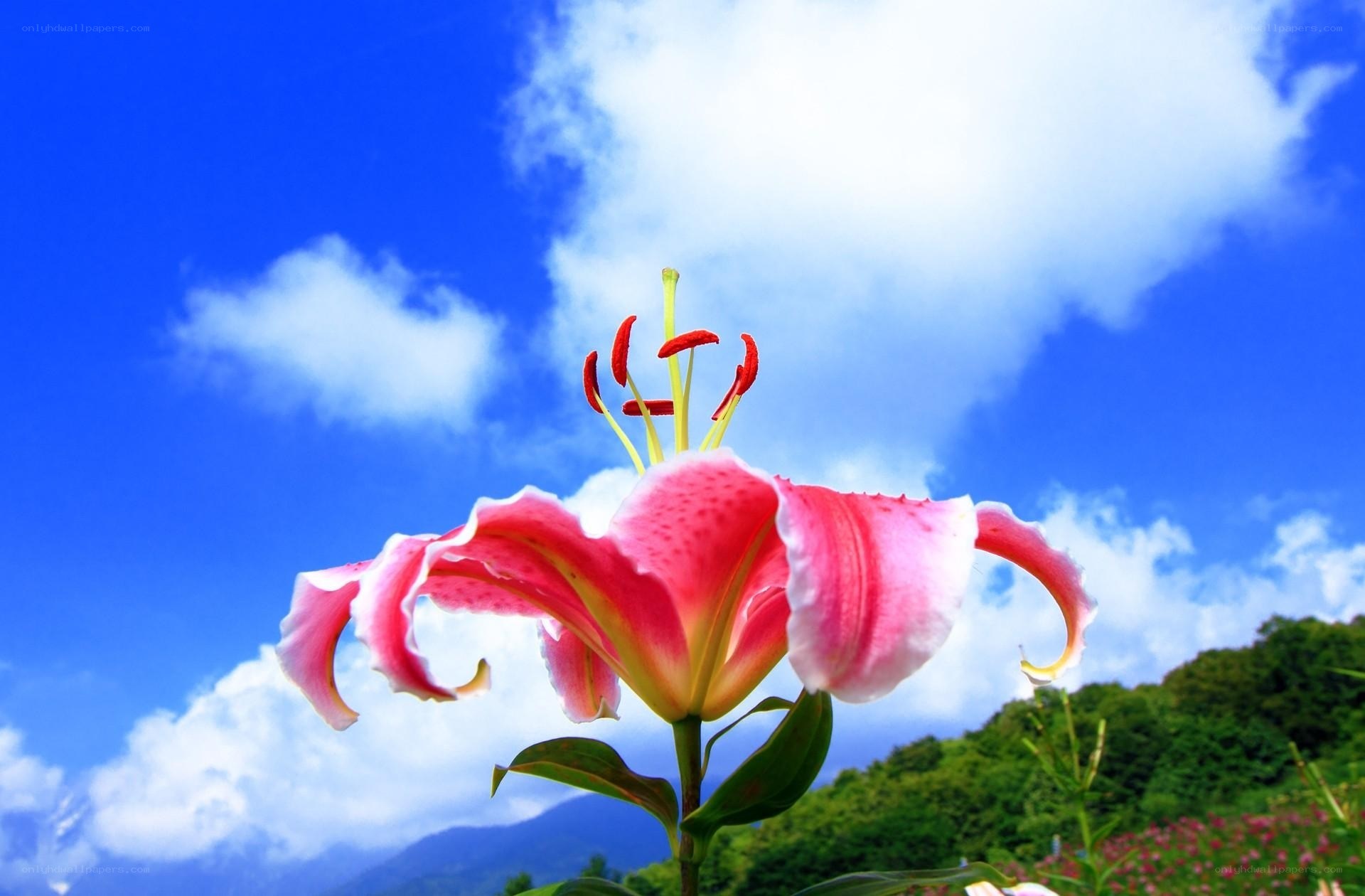 Pink lily against blue sky