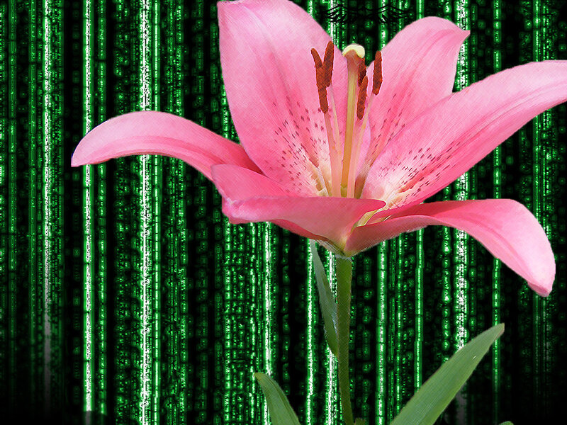 Pink lily against green code