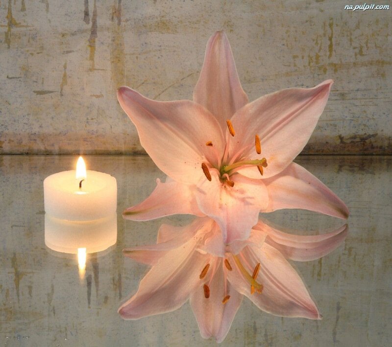 Pink Lily and Candle — Serene, Photograph