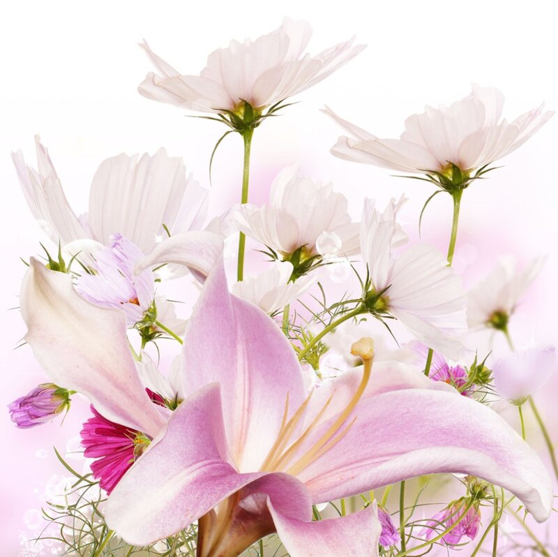 Pink Lily and Cosmos Flowers