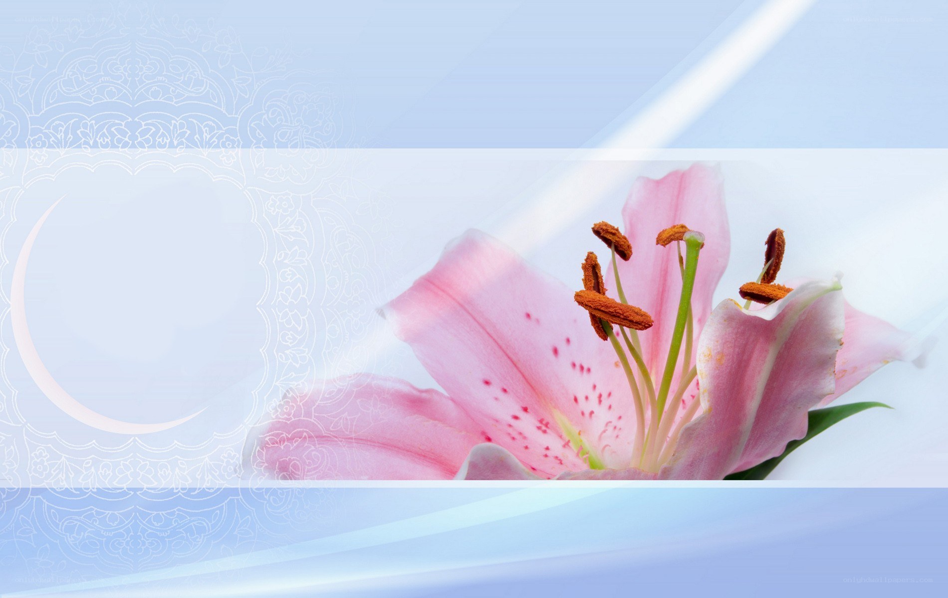 pink lily flower background