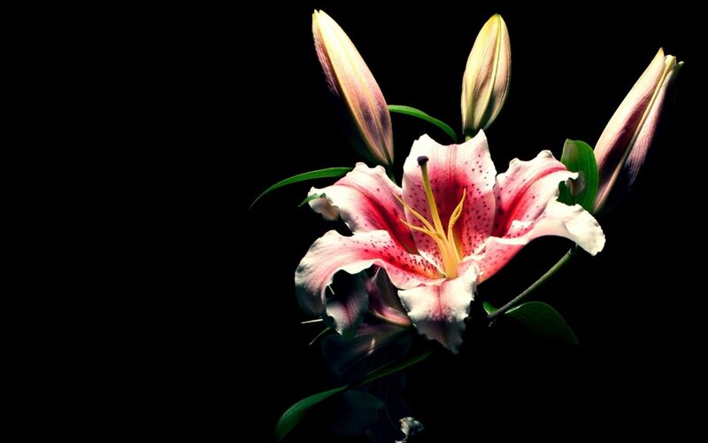 Pink Lily Flower — Black, Dramatic, Photograph