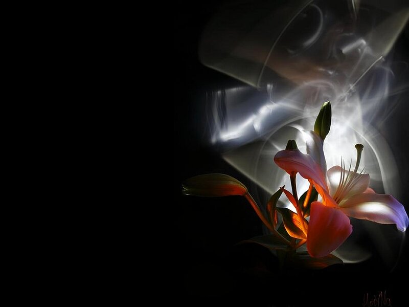 Pink Lily Flower — Black, Dramatic