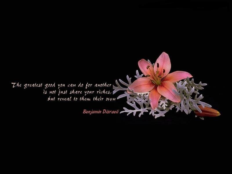 Pink Lily Flower — Black