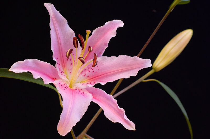 Pink lily flower bloom