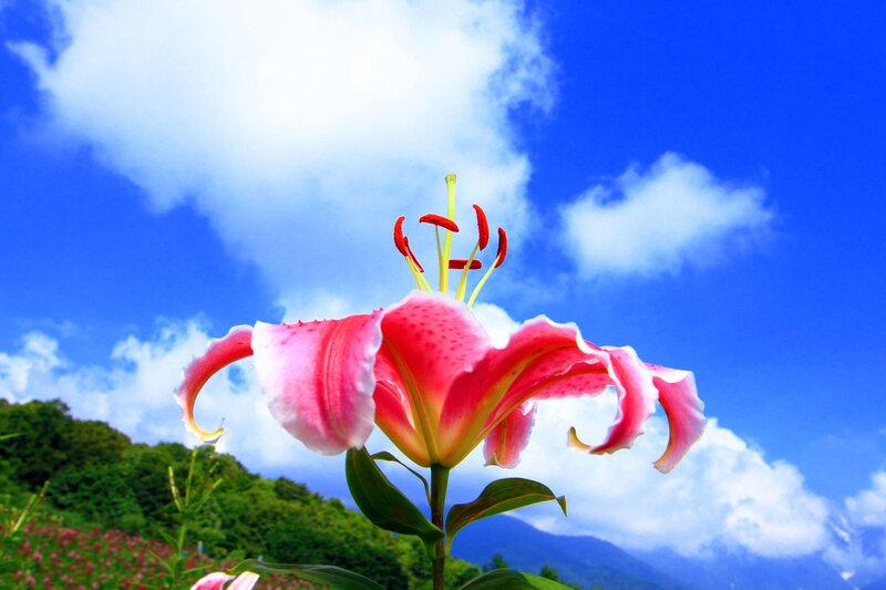 Pink Lily Flower — Blue, Serene