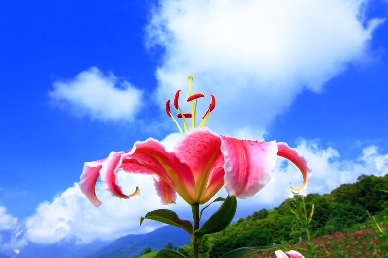 Pink Lily Flower — Blue